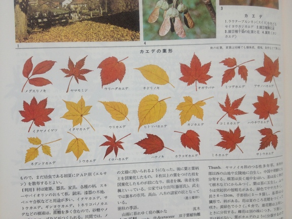 紅葉の季節です 浜松 静岡 掛川のコウノイケコーポレーション