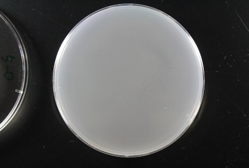 抗菌試験光照射後の写真